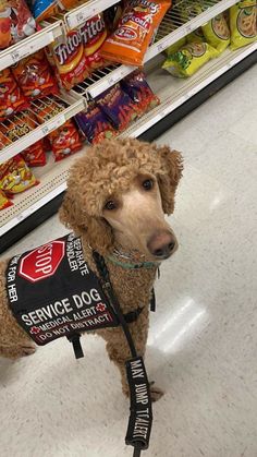 a poodle wearing a service dog vest in a grocery store