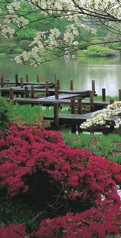 the flowers are blooming in front of the water and wooden benches on the shore