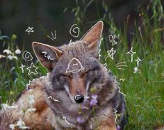 a wolf laying in the grass with its eyes closed and his head turned to the side