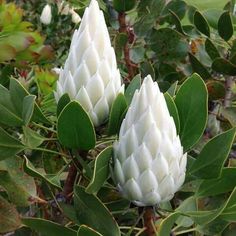 two white flowers with green leaves in the foreground