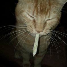 an orange cat with its eyes closed holding a stick in it's mouth while looking at the camera