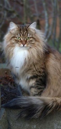 a long haired cat sitting on top of a rock