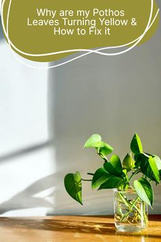 a potted plant sitting on top of a wooden table