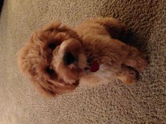 a small brown dog sitting on top of a carpet