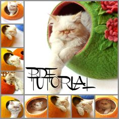 there is a collage of pictures with cats in the same cat bed and one has its eyes closed