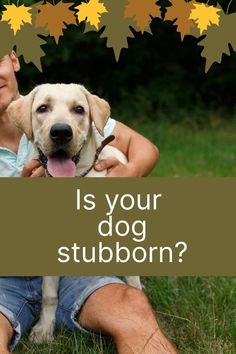 a man sitting in the grass with his dog holding a sign that says is your dog stubborn?