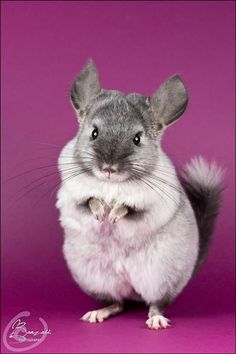 a gray and white hamster standing on its hind legs