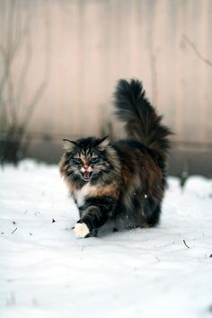 a cat running in the snow with its mouth open