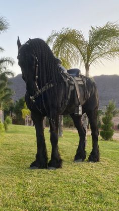 a large black horse standing on top of a lush green field next to palm trees