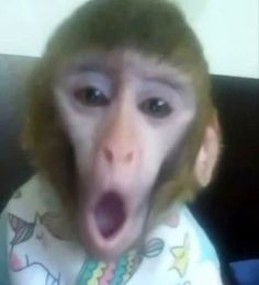 a monkey with its mouth open and it's face covered by a bib