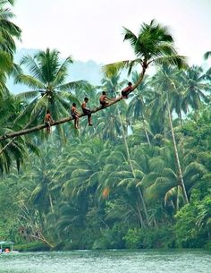 several birds sitting on the branch of a palm tree in front of some tall trees