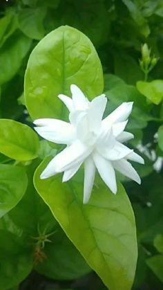 a white flower with green leaves in the background