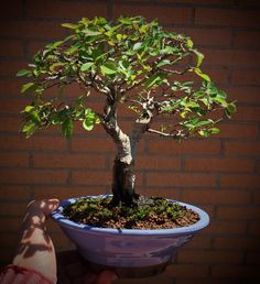 a bonsai tree in a blue bowl being held up by someone's hand