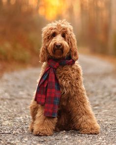 a brown dog wearing a red and blue scarf sitting on a gravel road with trees in the background