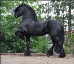 a black horse standing on its hind legs