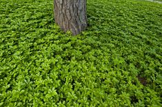 a tree that is standing in the grass next to a field with green plants on it