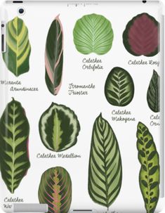 different types of leaves and their names