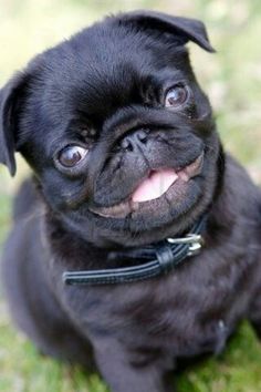 a small black pug sitting on top of a green grass covered field with its tongue hanging out