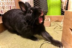 a black rabbit yawns while sitting on the floor in front of a fence