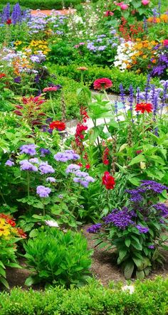 a garden filled with lots of colorful flowers