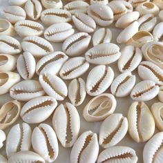 some shells are laying on a white surface