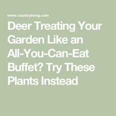 the words deer treating your garden like an all you can eat buffet try these plants instead