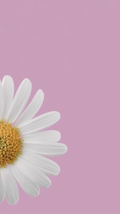 a white flower with yellow center against a pink background