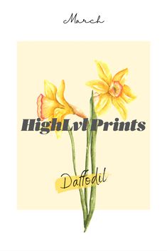 two yellow flowers with the words high love prints daffodil