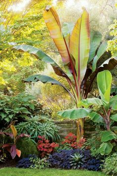 an image of a tropical garden setting with flowers and plants in the foregrounds