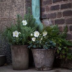 two potted plants sitting next to each other on the ground near a brick wall