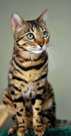 a cat with green eyes sitting on top of a table looking at the camera while staring straight ahead