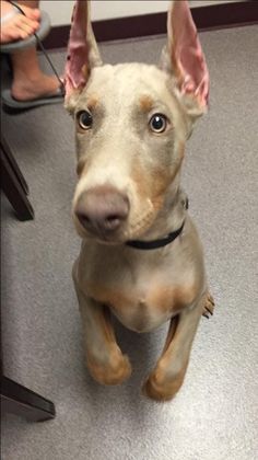 a brown dog sitting on top of a gray floor