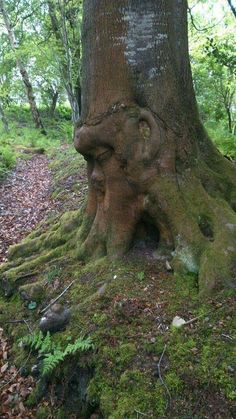 a large tree that has been carved into the side of it's trunk and is covered in moss