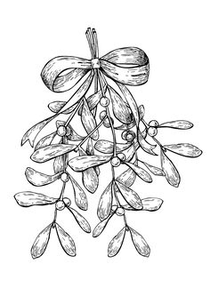 an ink drawing of a mist plant with leaves and buds on it's stems