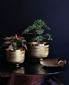 three potted plants sitting on top of a black table next to a gold plate