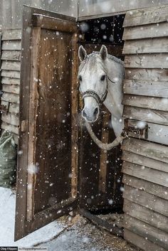 a white horse sticking its head out of an open barn door in the middle of winter