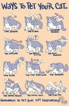 an image of cats doing different things in the same language on a sheet that says, ways to pet your cat