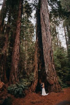 a bride and groom standing in front of giant trees