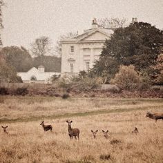 a herd of deer standing on top of a dry grass field next to a large white house