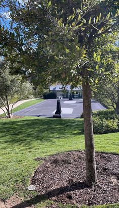 a tree in the middle of a grassy area