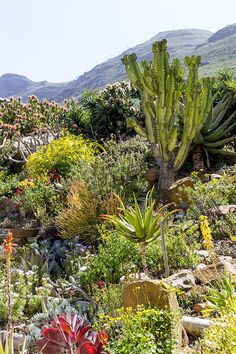 many different types of plants and flowers on the ground in front of a mountain range