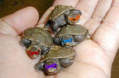 three small turtles sitting in the palm of someone's hand