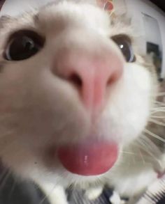 a cat sticking its tongue out and looking at the camera