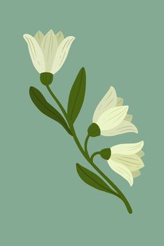 two white flowers with green stems on a blue background