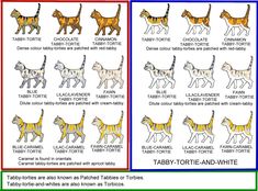 the different types of dogs are shown in this diagram, and each has their own name