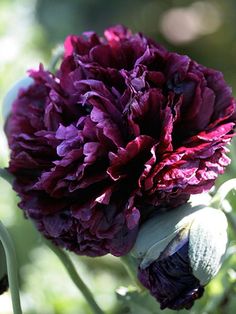 a large purple flower sitting on top of a green plant