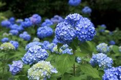 blue and green flowers with leaves in the foreground, surrounded by other plants on either side