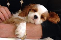 a person holding a small brown and white dog on their arm while wearing a bracelet