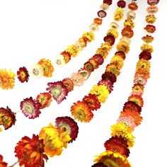 PRICES MAY VARY. 100% DRIED FLOWERS GARLAND: Your daisy flowers are harvested from natural farms. Each dry flower wreath is handmade by threading colorful chrysanthemums on twine. Each garland pack contains 42 dried flowers (1.2-2 inches in diameter) and is approx. 6.6ft in length. Compare to artificial flowers garland, they are hand-trimmed with love and care, each one is unique. Need to buy 4 PACK to achieve the effect of the first picture WARM TIPS: As everlasting flower garland, the color of Wedding Planning Boards, Flowers Garland, Home Wedding Party, Party Wall, Flower Chain, Dried Flower Wreaths, Everlasting Flowers, Rose Vines, Dry Flower