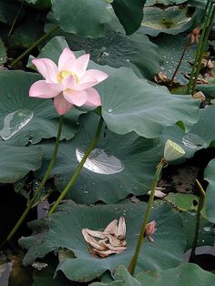 a pink flower sitting on top of a lush green leaf covered waterlily field